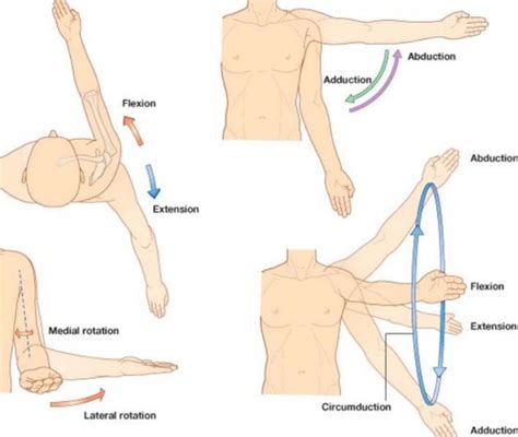 UPPER LIMB ANATOMY COMBINED Flashcards | Quizlet