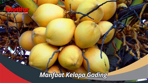 Manfaat Kelapa Gading Membongkar Keajaiban Buah Kecil Ajaib