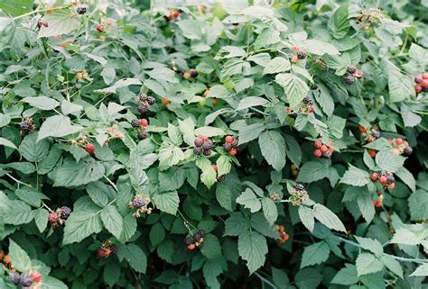 Harvesting Raspberries in a Collectivist Culture | by Lyndsay Sharrock ...