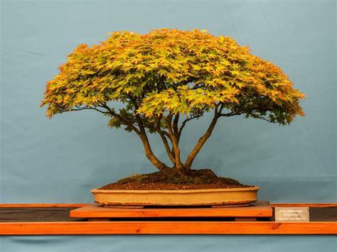 Pieris Bonsai Tree Care Guide - Bonsai Tree Gardener