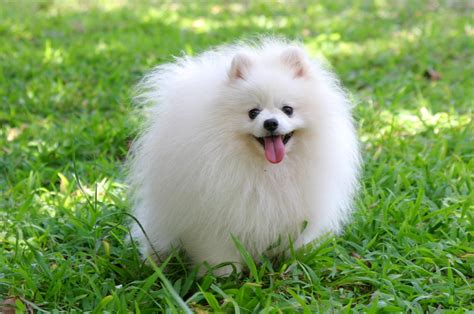 Pomeranian Pictures Photos Pics