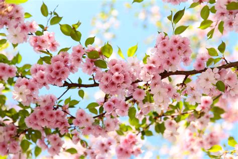 Cherry Blossoms Flowers Wallpapers - Top Những Hình Ảnh Đẹp