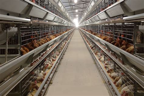 Contract Poultry Farming Companies Near Me - Transform Your Poultry ...