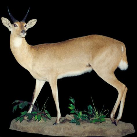 rooibok Hunter Trophy | rooibok Taxidermy Wall Mounts - South Africa ...