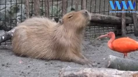 CAPYBARA being FRIENDS with other ANIMALS 😍😍 - YouTube