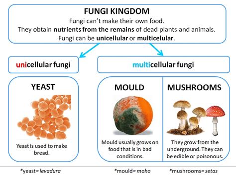 5th Grade - Andrés Segovia: UNIT 1: Fungi Kingdom