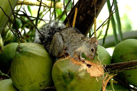 Yucatan Grey Squirrel ----Sciurus yucatanensis | Mexico | Paul | Flickr