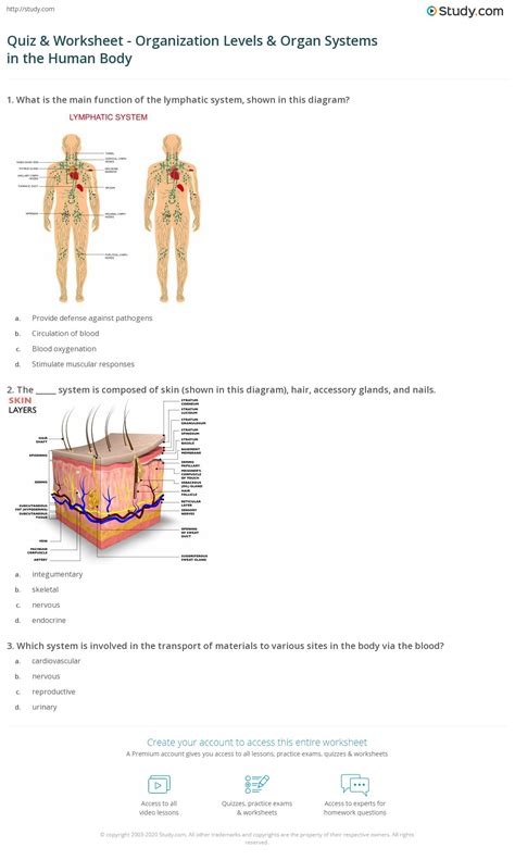 Levels Of Organization Worksheet – Englishworksheet.my.id