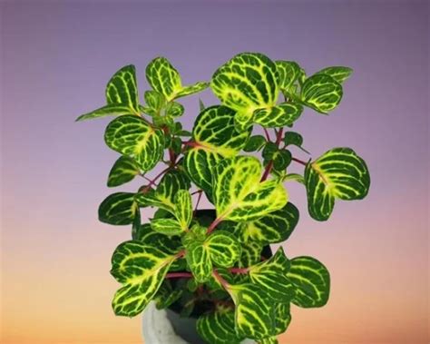 Chicken Gizzard Plant (Iresine herbstii aureoreticulata) Care Indoors