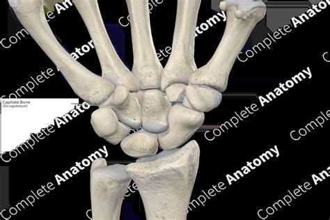 Capitate Bone | Complete Anatomy