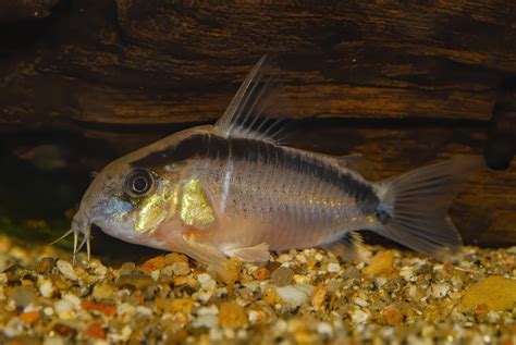 11 Types of Cory Catfish (Species Guide) - Build Your Aquarium