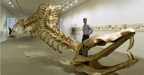 History is rewritten! The new Titanoboa fossil is the largest reptile ...