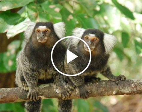 ScienceTake | Marmoset See, Marmoset Do - The New York Times