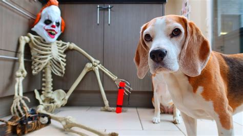 Dog vs Skeleton Prank - YouTube