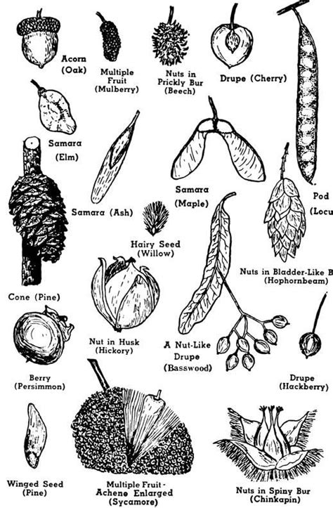 Identifying Tree Seeds