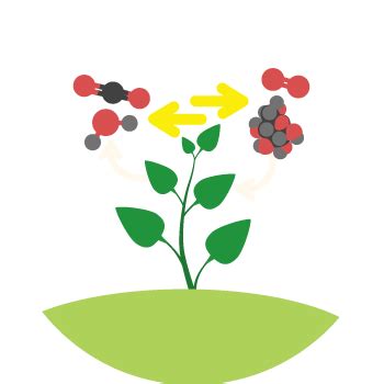 Biology - Gas exchange in plants