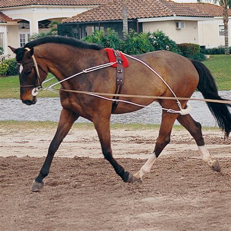 Pessao Training Aid | Horses, Rody horse, Horse exercises