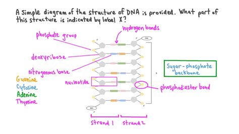 Dna Structure Labeled Hydrogen Bonds