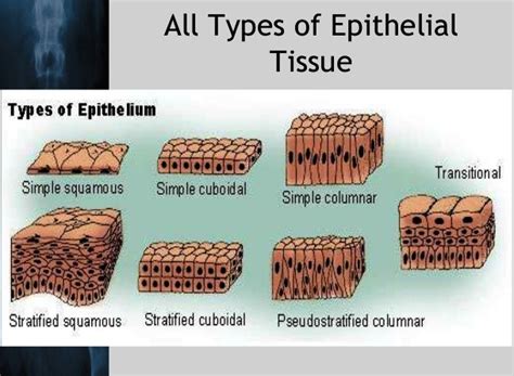 Epithelial Tissue - Medically