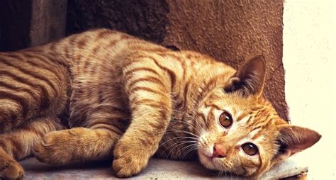 7 Fun Facts About Orange Tabby Cats | iHeartCats.com