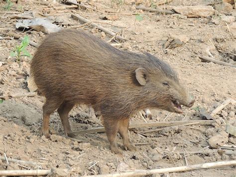 Pygmy hog - Wikipedia