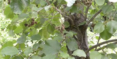 Black Alder - Alnus glutinosa - U City In Bloom