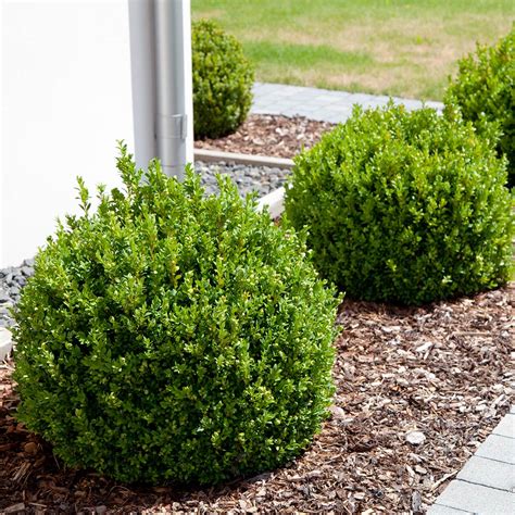 Eyecatching Companion Plants For Orange Rocket Barberry ...