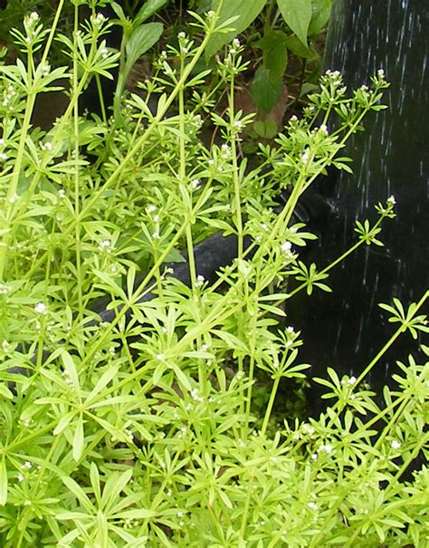 Galium spp. - Common names: bedstraw, catchweed, cleavers (photo by ...