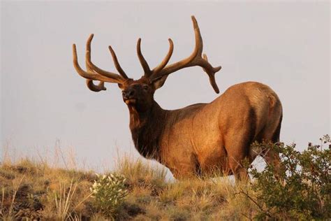 The Best Guide For North Dakota Hunting Seasons, 2018 - 2019