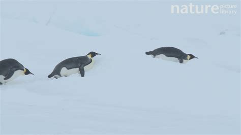 Emperor penguins sliding over ice on their fronts, using their beaks to ...