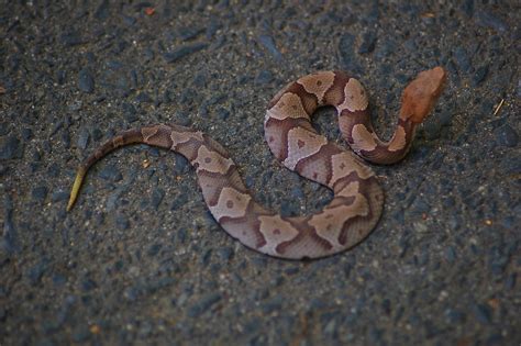 NC Zoo DSC_0131 | Baby Copperhead that was on the sidewalk. … | Flickr