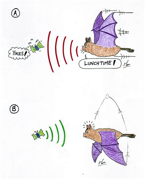 What is echolocation & how do bats use it? | Wildlife Online