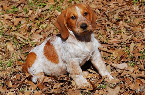 "Beagle Basset Hound Mix Breed Dog" by Kyme | Redbubble