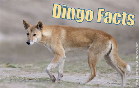 Dingo Facts, Info & Pictures: Life, Habitat, Diet, Threats & More