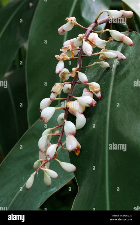 Galangal plant hi-res stock photography and images - Alamy