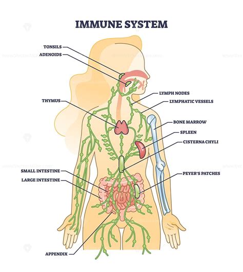 Immune system medical organs for human body protection outline diagram ...