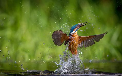 Kingfisher bird 1 wallpaper | 1920x1200 | #13513