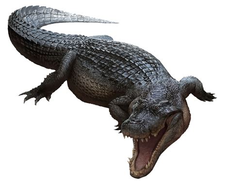 Deinosuchus | Dinosaur Wiki | Fandom