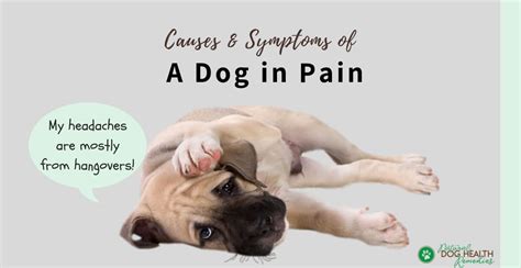 Dog Pain Relief and Medications | Causes and Symptoms of a Dog in Pain