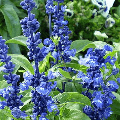 Salvia farinacea (Blue Sage) Wildflower Seed