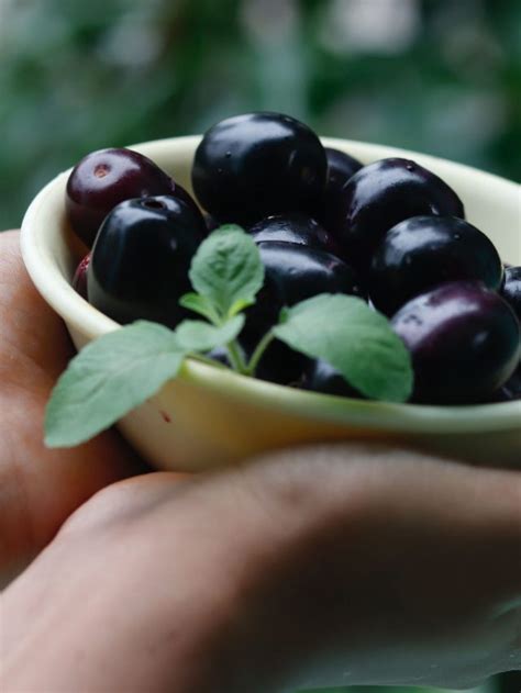 Health benefits of Java Plum | The Indian Express