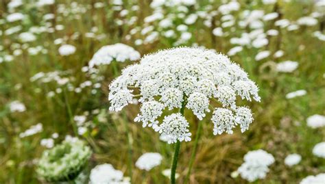 Queen Anne's Lace: Facts & Folklore - Farmers' Almanac