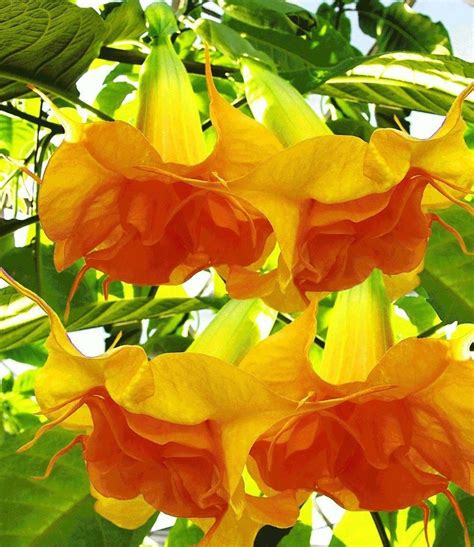 Double Bright Yellow Orange Angel Trumpet Brugmansia Seeds | Etsy in ...