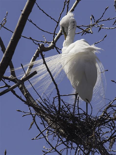 Capt Mondo's Photo Blog » Blog Archive » Great Egret Preening Itself on ...