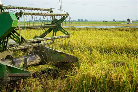 Automatic Rice Harvester Machine is Being Used To Harvest the Fields ...