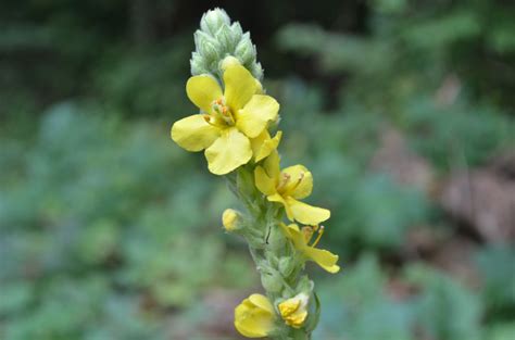 Common Mullein - Watching for WildflowersWatching for Wildflowers