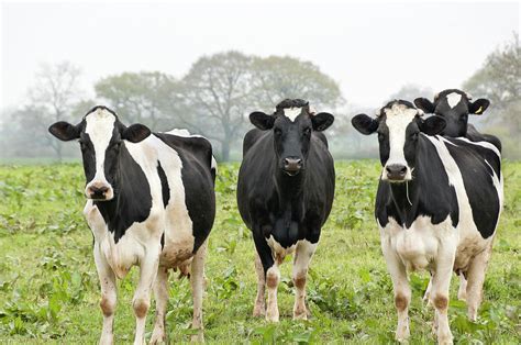 Four Holstein Friesian Cows Standing In Photograph by Tbradford - Fine ...