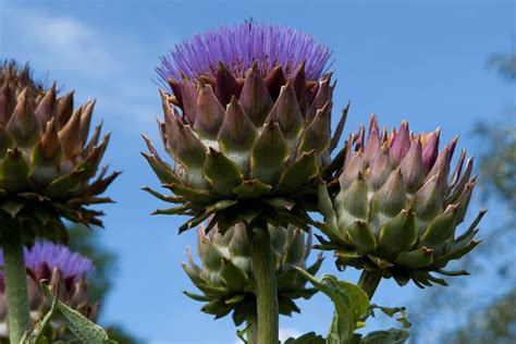 Cynara cardunculus - BBC Gardeners World Magazine