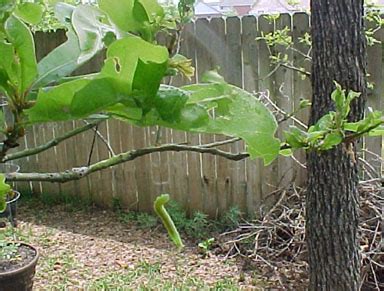 Oak leaf rollers strange sign of spring in Central Texas - AgriLife Today