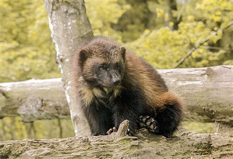 Wolverine habitat suffering from climate change, judge rules | Canadian ...